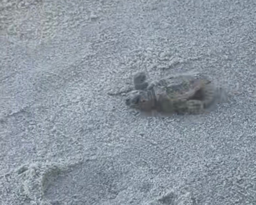 Baby Sea Turtle Tee