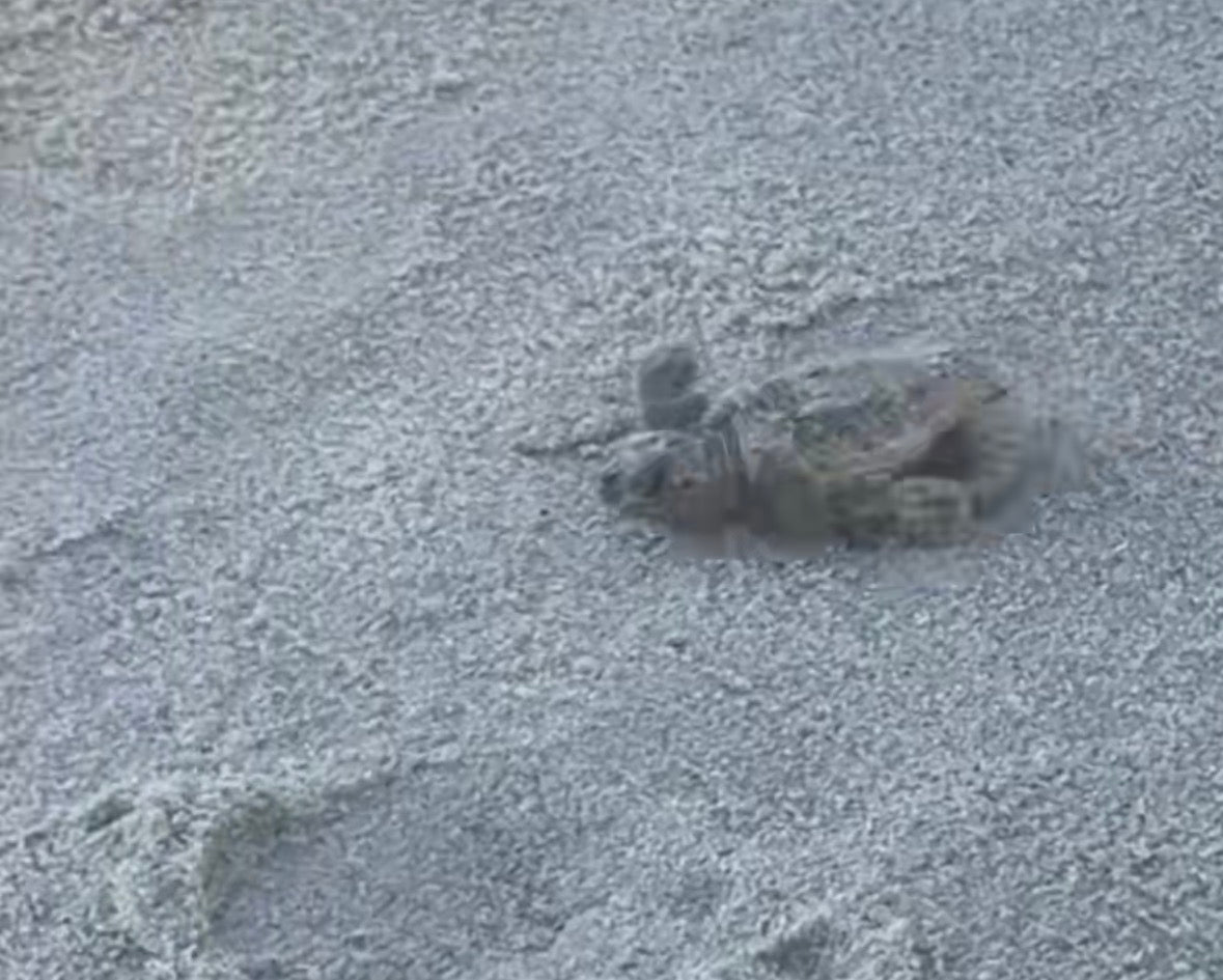 Baby Sea Turtle Tee