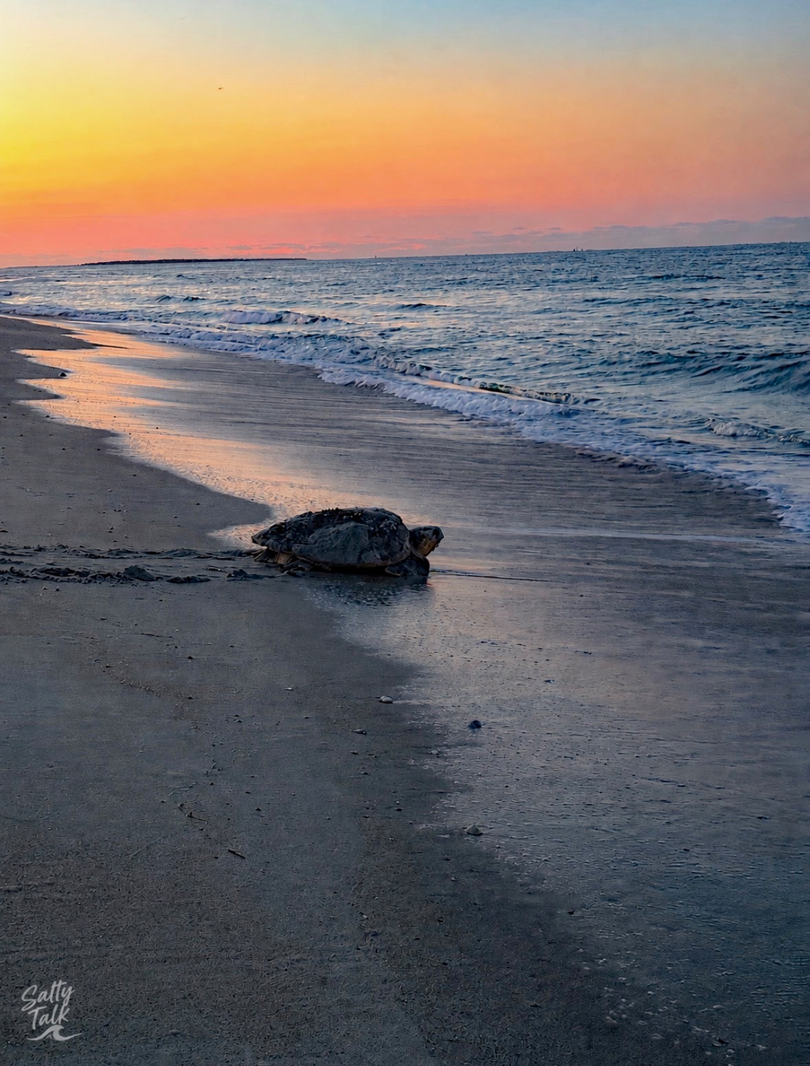 Mature Sea Turtle Tee